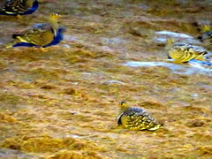 Pterocles bicinctus bicinctus