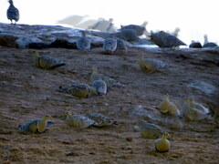 Pterocles bicinctus bicinctus