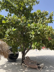Terminalia catappa