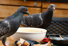 Columba livia domestica