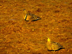 Pterocles bicinctus bicinctus