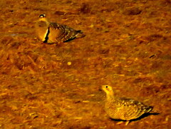 Pterocles bicinctus bicinctus