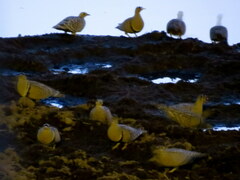 Pterocles bicinctus bicinctus