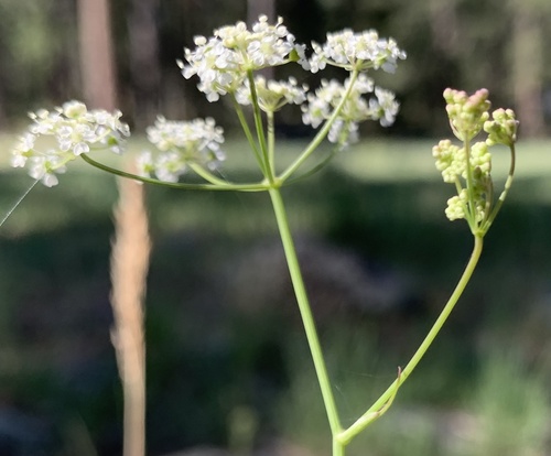Parish's yampah (Perideridia parishii)