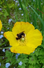 Bombus occidentalis
