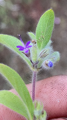 Trichostema oblongum