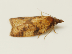 Cenopis eulongicosta