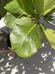 Terminalia catappa