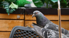 Columba livia domestica