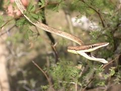 Oxybelis microphthalmus