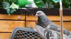 Columba livia domestica
