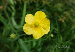 Ranunculus lingua