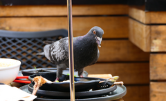 Columba livia domestica