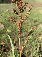 Rumex californicus