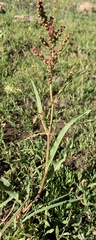 Rumex californicus