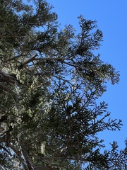 Abies magnifica magnifica