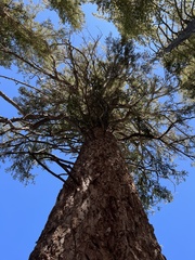 Abies magnifica magnifica