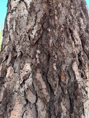 Abies magnifica magnifica