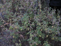 Minthostachys verticillata