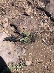 Eriogonum spectabile