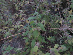 Minthostachys verticillata