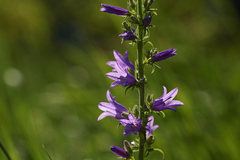 Campanula bononiensis
