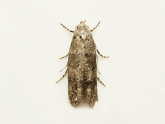 Exoteleia dodecella
