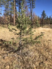 Juniperus occidentalis