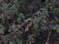 Minthostachys verticillata