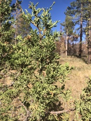 Juniperus occidentalis