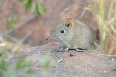 Elephantulus myurus