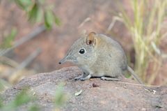Elephantulus myurus