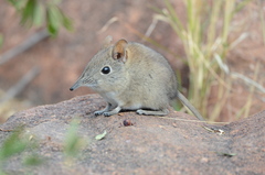 Elephantulus myurus