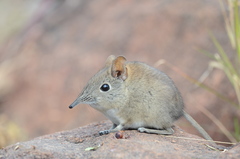 Elephantulus myurus