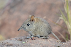 Elephantulus myurus