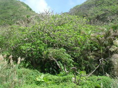 Dendrocnide kotoensis