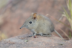 Elephantulus myurus