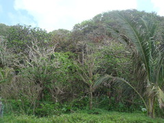 Dendrocnide kotoensis