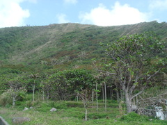 Dendrocnide kotoensis