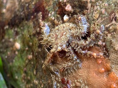 Hapalogaster mertensii