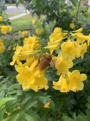 Xylocopa griswoldi