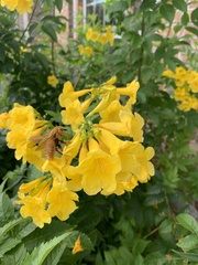Xylocopa griswoldi