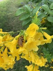 Xylocopa griswoldi