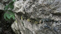 Grimmia donniana