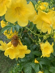 Xylocopa griswoldi