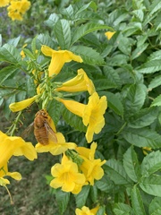 Xylocopa griswoldi