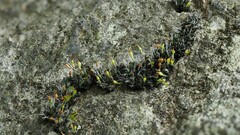 Grimmia donniana