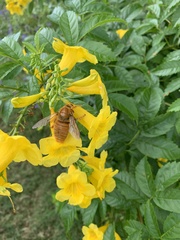 Xylocopa griswoldi