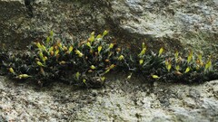 Grimmia donniana