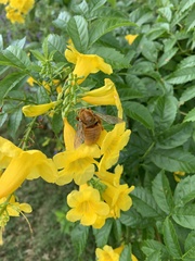Xylocopa griswoldi